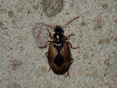 Lebia fuscata