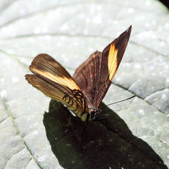 Adelpha lycorias
