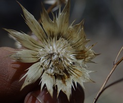 Eryngium lemmonii