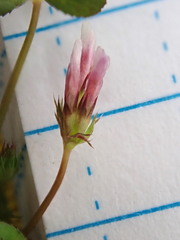 Trifolium variegatum