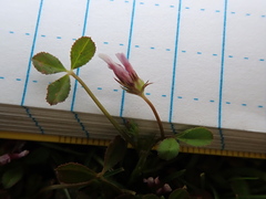 Trifolium variegatum