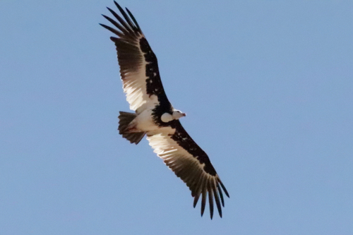 White-headed Vulture