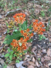 Asclepias tuberosa image