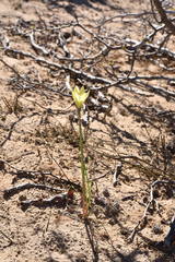 Zephyranthes longifolia