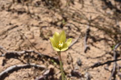 Zephyranthes longifolia