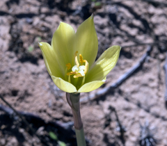 Zephyranthes longifolia