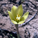 Zephyranthes longifolia - Photo (c) Alan Rockefeller, μερικά δικαιώματα διατηρούνται (CC BY)