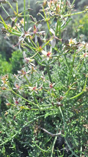 Pelargonium carnosum, photograph 3