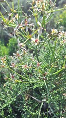 Pelargonium carnosum, photograph (c) Karen Eichholz, some rights reserved (CC BY)