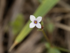 Houstonia pusilla