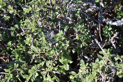 Grewia robusta