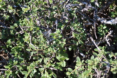 Grewia robusta