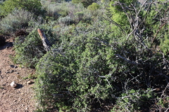 Grewia robusta, photograph (c) Tony Rebelo, some rights reserved (CC BY-SA)