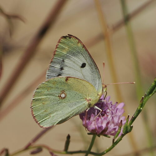 Clouded Yellow
