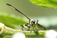 Salpingogaster