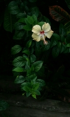 Hibiscus