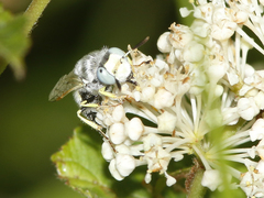 Philanthus albopilosus