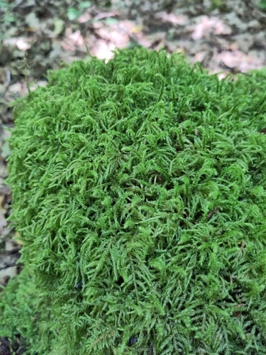 Pterobryopsis observed 2026-06-24