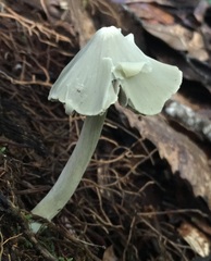Entoloma canoconicum