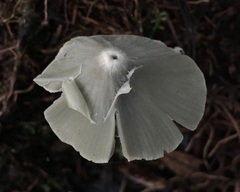 Entoloma canoconicum
