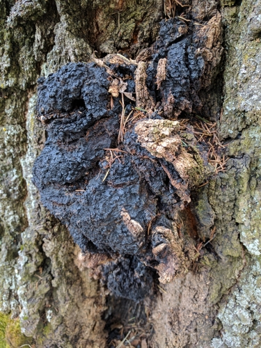 chaga