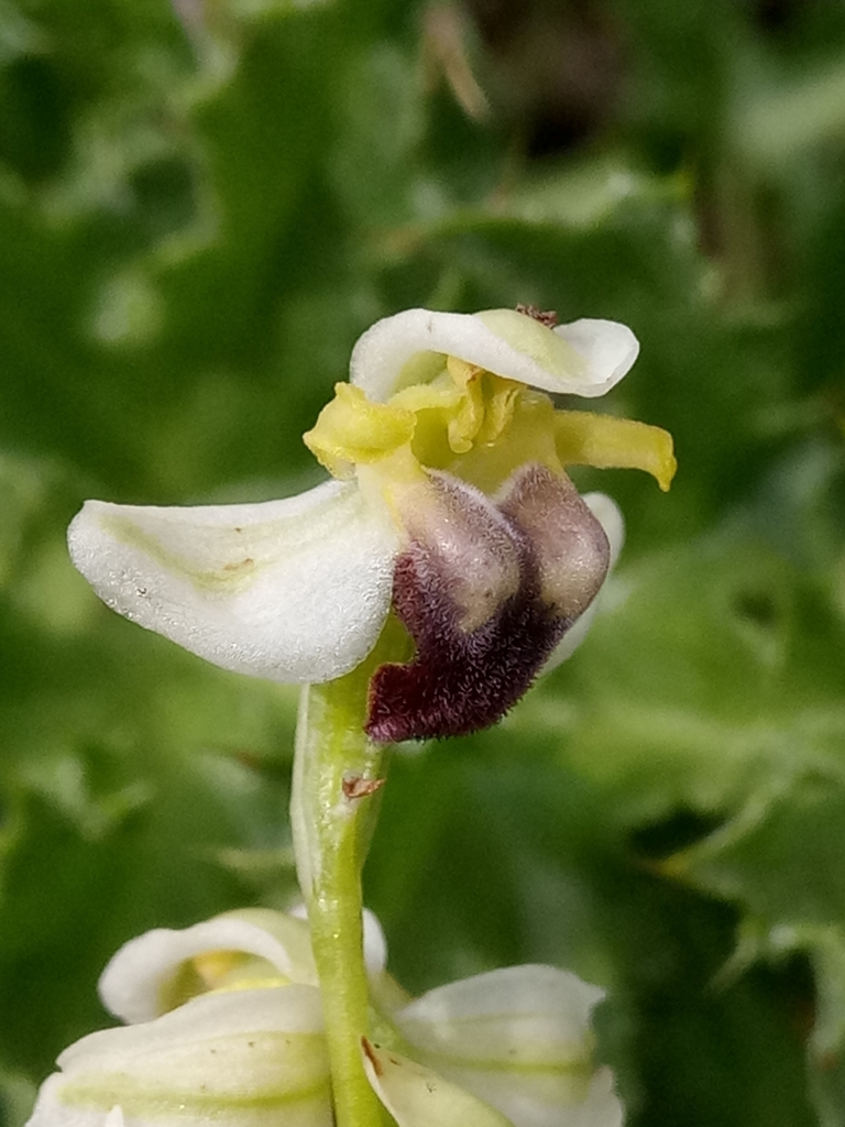Ophrys pallida