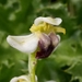 Ophrys fusca pallida - Photo (c) Karim Haddad, μερικά δικαιώματα διατηρούνται (CC BY), uploaded by Karim Haddad