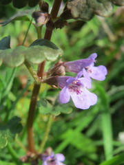 Glechoma hederacea