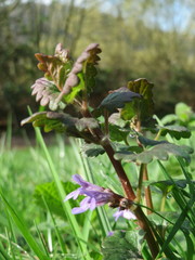 Glechoma hederacea