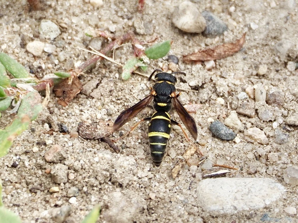 Parancistrocerus vagus