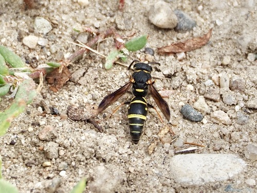 Parancistrocerus vagus