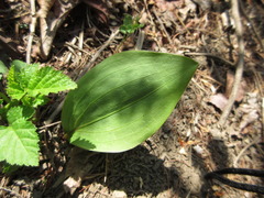 Lilium tsingtauense