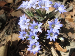 Gentiana zollingeri