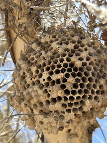 iNaturalist observation photo of Umbrella Paper Wasps