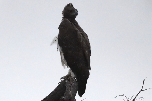 Martial Eagle