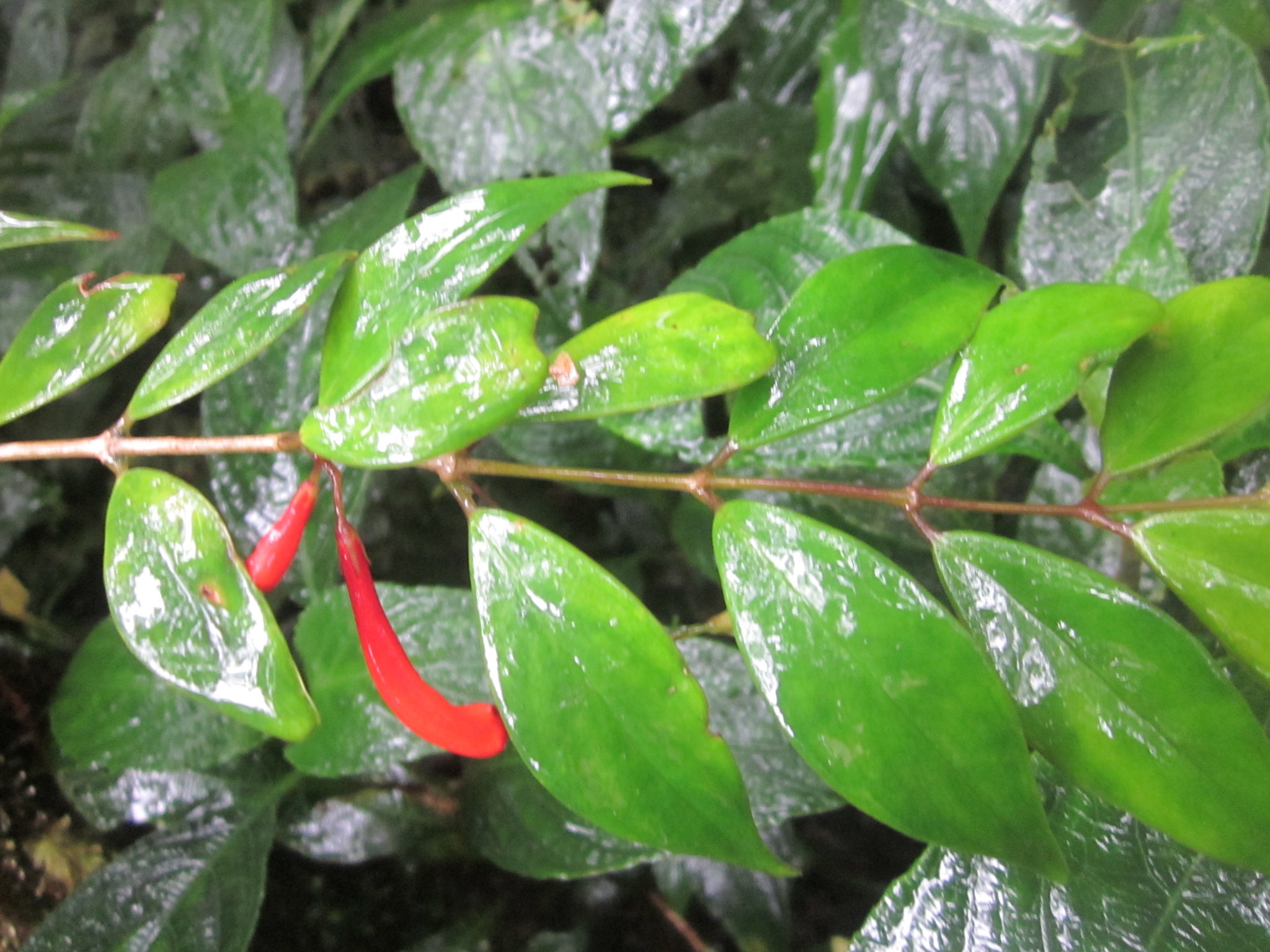 Aeschynanthus philippinensis C.B.Clarke 2