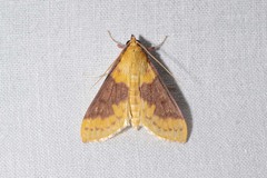 Polygrammodes ponderalis