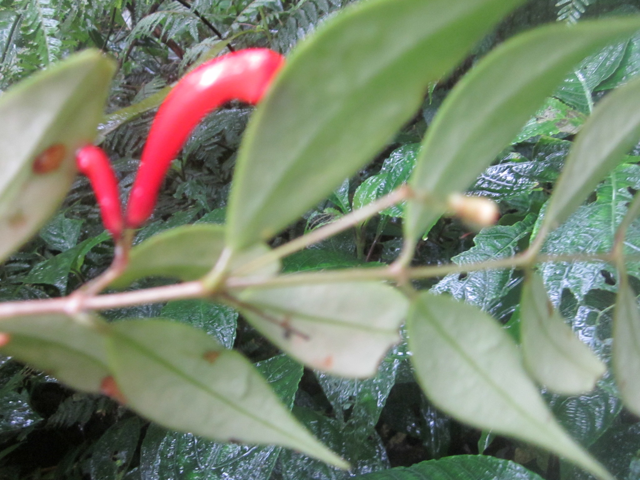 Aeschynanthus philippinensis C.B.Clarke 3