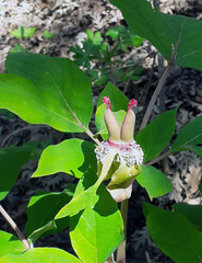 Paeonia mascula