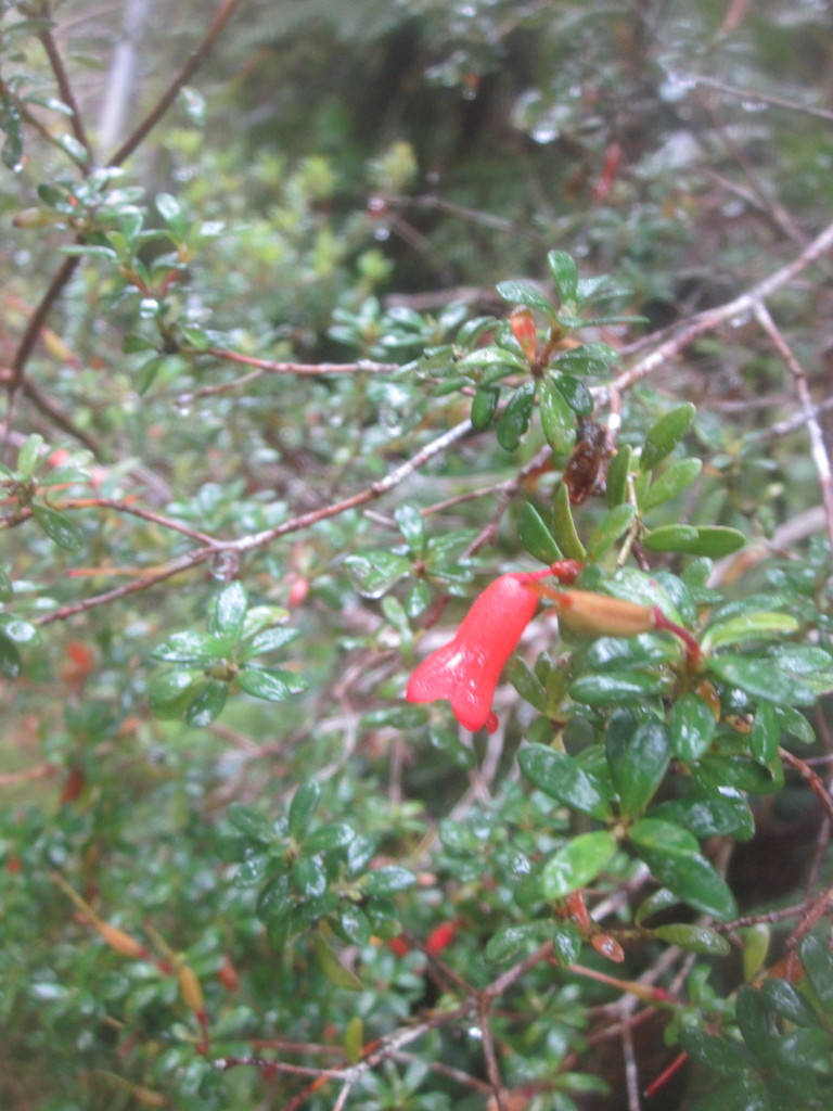 Rhododendron quadrasianum