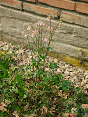 Aquilegia vulgaris