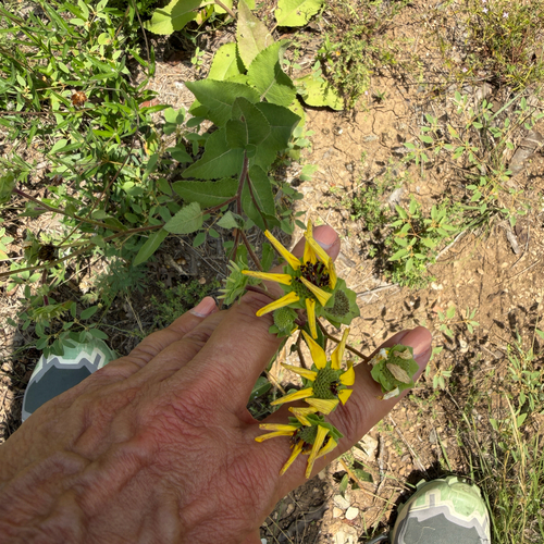 Berlandiera betonicifolia