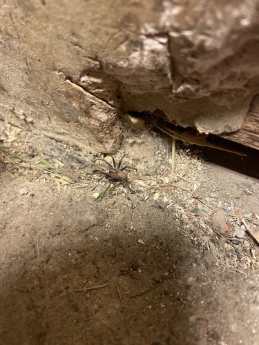 Barn Funnel Weaver