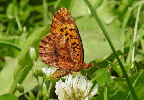 Meadow Fritillary