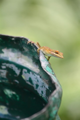 Anolis allisoni