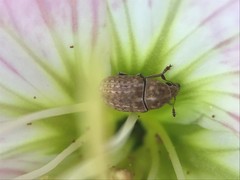 Trigonorhinus limbatus