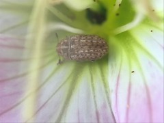 Trigonorhinus limbatus