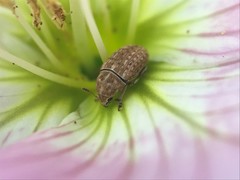 Trigonorhinus limbatus