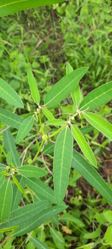 Euphorbia systyloides
