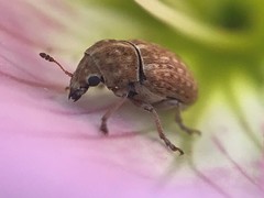 Trigonorhinus limbatus